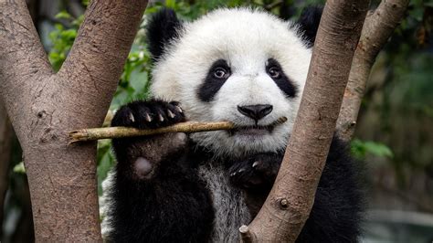 Whos Got Two Pseudothumbs And Loves Bamboo This Panda Bear The New