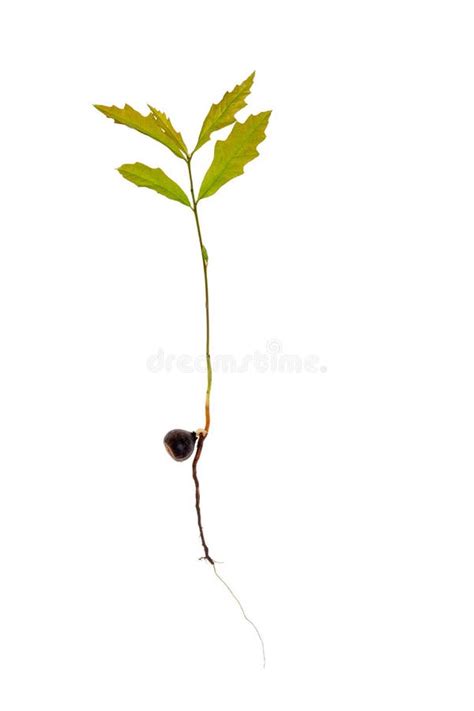 Oak Seedling Growing From Acorn On White Background Stock Photo Image