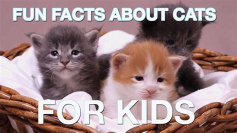 Not only animals are cute, but they're also quite interesting. Fun Facts about Cats (For kids) - YouTube