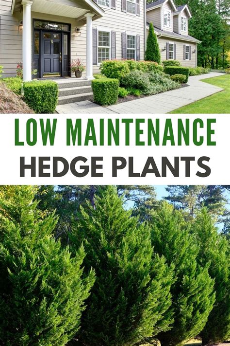 Fast Growing Low Maintenance Hedge Plants