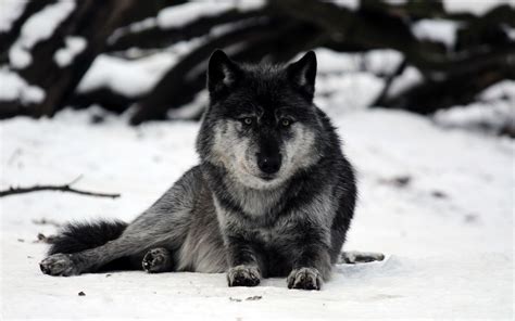 Grey Wolf Resting In The Snow Hd Desktop Wallpaper Widescreen High