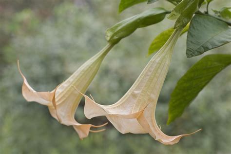 How To Grow And Care For Brugmansia Angels Trumpet