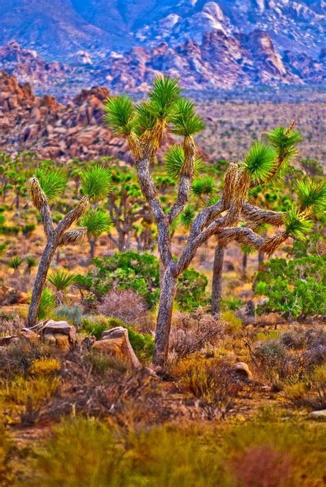 Joshua Tree Landscape Stock Photo Image Of Desert Natural 25768498