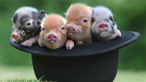 Cute Baby Pigs Wallpapers Top Free Cute Baby Pigs Backgrounds