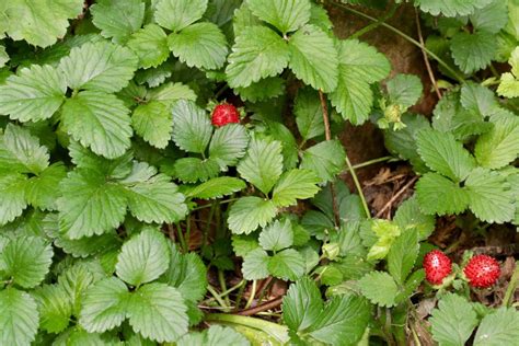 Wild Strawberry Ground Cover Asmingacoref