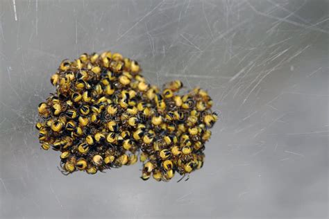 Baby Spiders Stock Image Image Of Yellow Network Nature 28452513