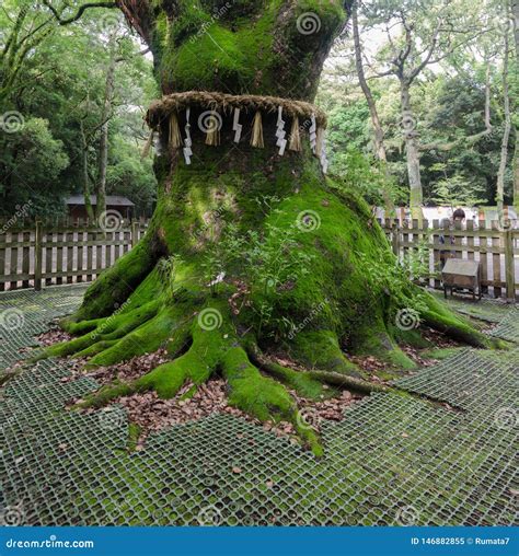 Ancient Sacred Tree At Atsuta Shrine Atsuta Jingu Lcated In Atsuta