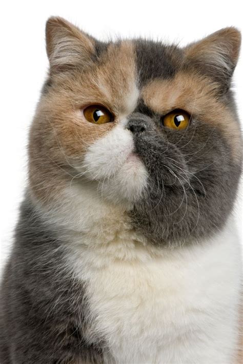 Pin On Exotic Shorthair Cat Breed