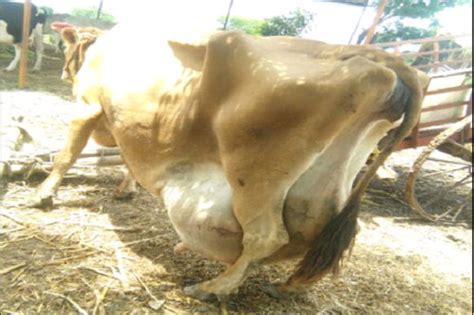 Udder Swelling With Fluidic Thrill And Pain On Palpation Epashupalan