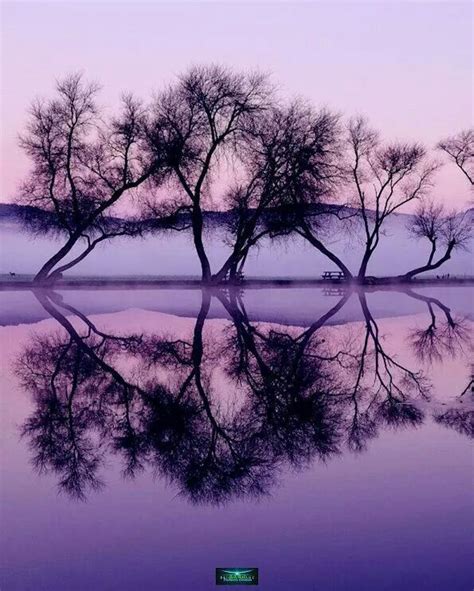 Purple Reflection Photography Beautiful Nature Reflection Photos