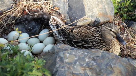 Incubación De Los Huevos De Pato Consejos Para Cuidarlos