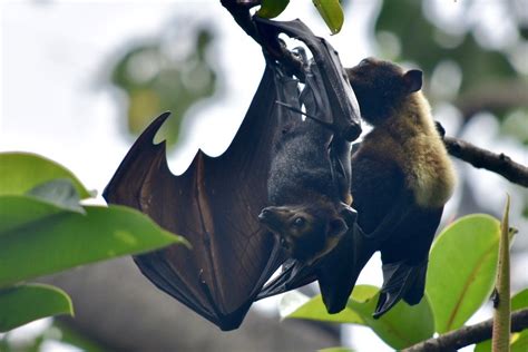 Spectacled Flying Fox Pteropus Conspicillatus Cairns Col Flickr