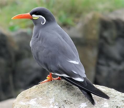 Inca Tern Bird Free Image Download