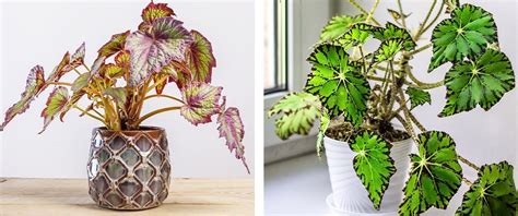 How To Grow Brilliant Begonias Indoors Care 101 Ted Lare Design