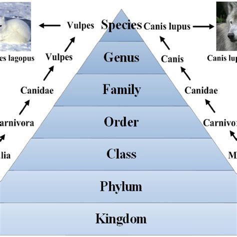 The Seven Level Classification System Of Biological Taxonomy 48