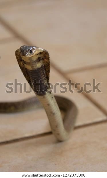 Snouted Cobra Raised Body Extended Hood Stock Photo 1272073000