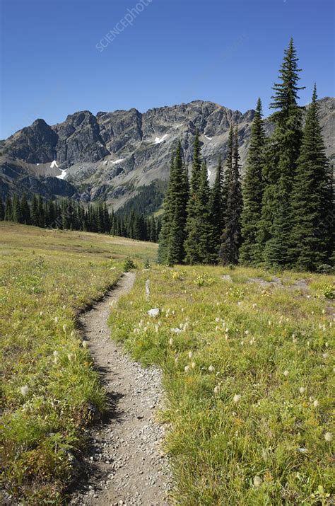 Alpine Meadows Of The Pacific Crest Trail Stock Image F0324548