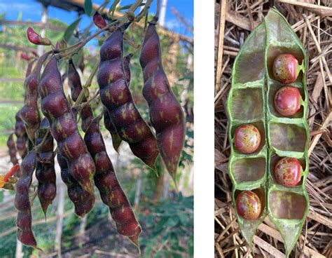 Factors To Consider When Selecting A Pigeon Pea Variety