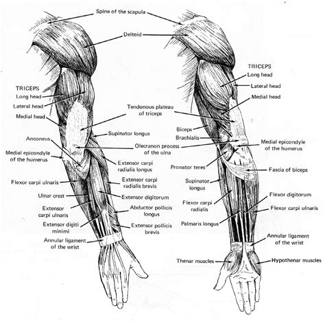 Images Of Arm Muscles Labquiz