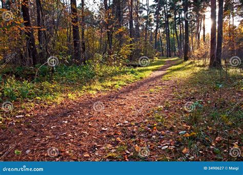 Dirt Path In Autumn Forest Royalty Free Stock Photography Image 3490627