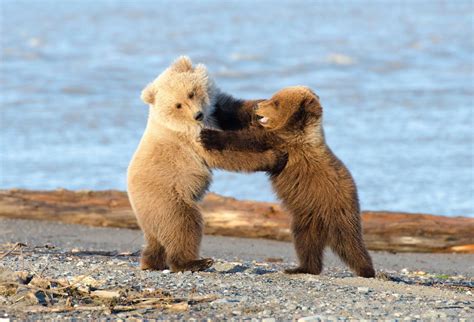 Playing Bear Cubs Baby Animals Bear Cubs Funny Bears