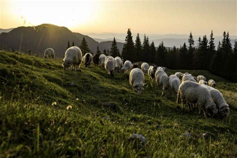 Herd Of Sheep Grazing On A Mountain Pasture In The Countryside O