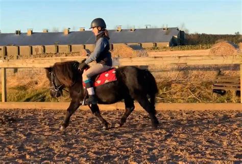 If you have any problems or questions about our stud, ponies or website, please feel free to contact us. Shetland Pony For Sale - SHETLAND PERFORMANCE