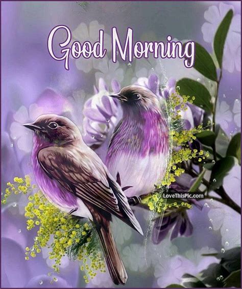 Purple Spring Good Morning Birds Pictures Photos And Images For