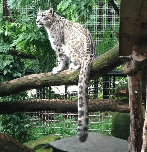 Snow Leopard At The Cleveland Metroparks Zoo Cleveland Metroparks