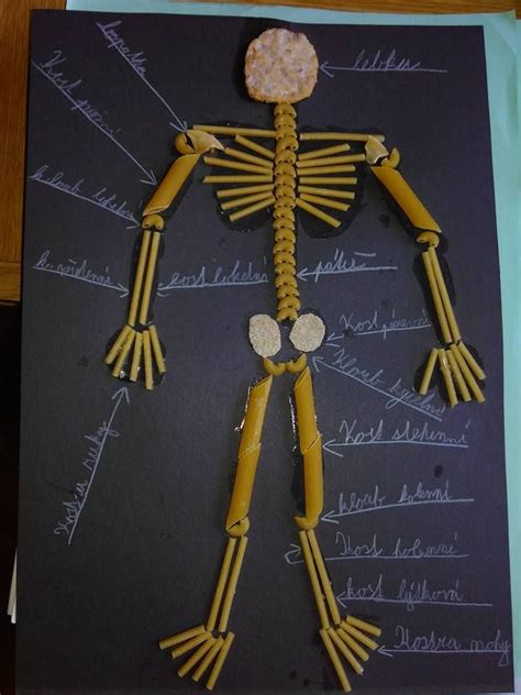 Trabajo Human Body Projects Human Body Systems Projects Human Body