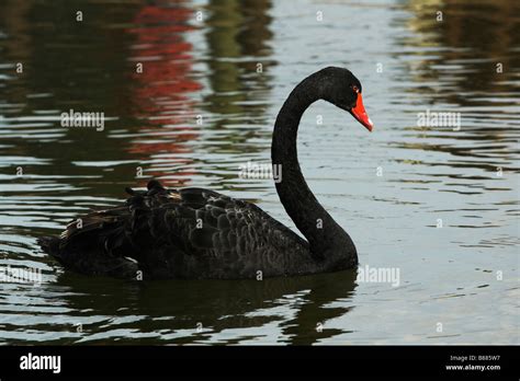Black Swan Swimming In Pond Stock Photo Alamy