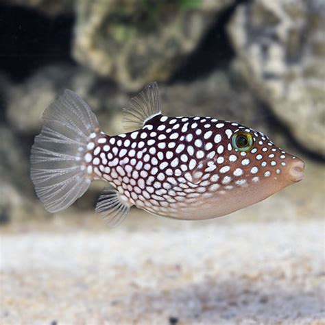 Spotted Puffer Hawaii Saltwater Aquarium Fish For Marine Aquariums