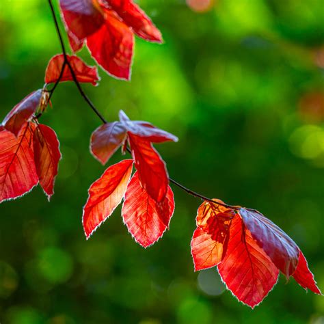 Purple Fountain Weeping Beech Trees For Sale