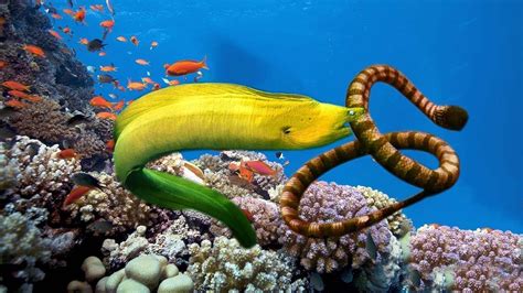 Yellow Moray Eel Breaks Coral Reefs To Hunt Sea Snake Inside Sea