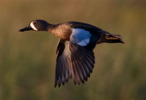The Annual Fall Waterfowl Migration Is Underway Outdoorhub