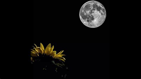 The Sunflower And The Moon Youtube