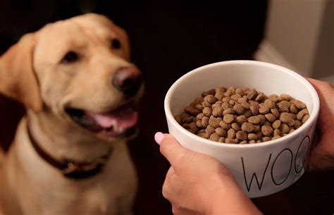 The Best Way To Make Dry Dog Food More Appetizing To Your Dog