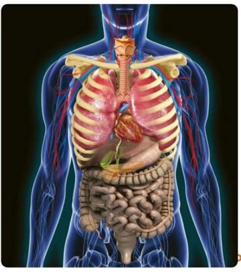 Observe A Representação Do Corpo Humano E De Alguns De Seus órgãos E