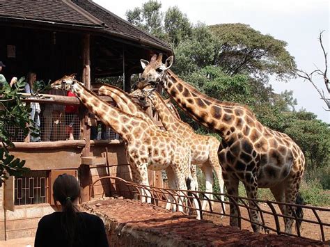 Nairobi Giraffe Center Giraffe Center Nairobi Nairobi Attractions