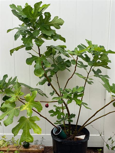 Organic Lsu Purple Fig Tree 3 4 Inches Florida Grown Fruit Etsy