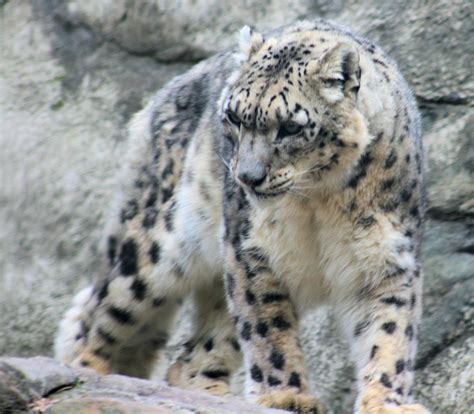 Filsnow Leopard 1 Wikipedia