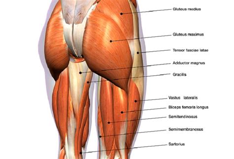 The bones of the hip include the femur, the ilium, the ischium, and the pubis. Hip Muscles - The Definitive Guide | Biology Dictionary