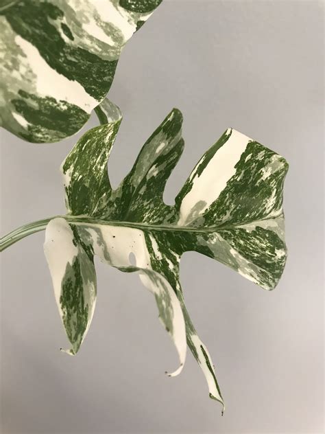 Always great deals & fast shipping! Variegated Monstera Deliciosa plant for sale