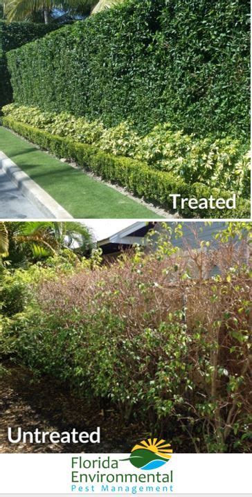 Hello, we are a spring hill pest control store that sells commercial grade pest. To prevent your ficus hedges from being ruined by Fig Whitefly, be sure that it's on a regular ...