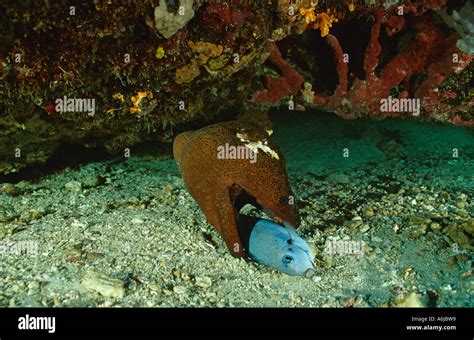 Moray Eel Eating Fish Sulawesi Indonesia Indian Ocean Stock Photo Alamy