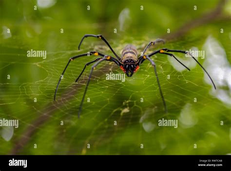Giant Spider In Web Looking In The Camera Travel Adventure Australia