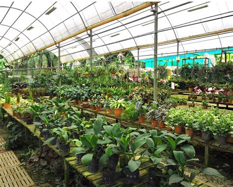13 Plant Nurseries In Singapore For All Your Gardening Needs Sorted By