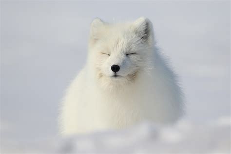 Cute Snow Fox Taking A Nap Raww