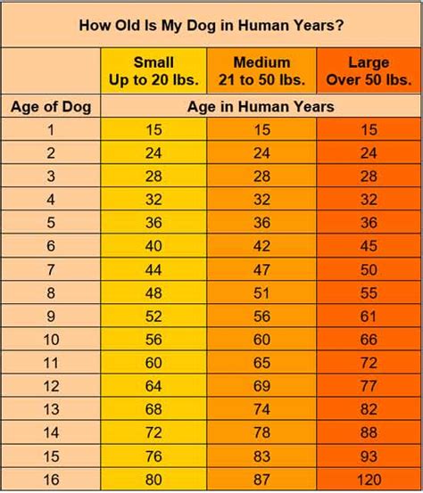 Do Dogs Really Age 7 Times Faster Than We Do