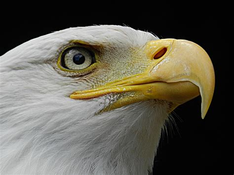 Bald Eagle S Eye Bald Eagle Shot At A Predator Birds Show Flickr